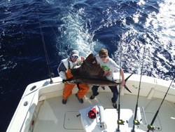 Sailfish adventures await in West Palm Beach